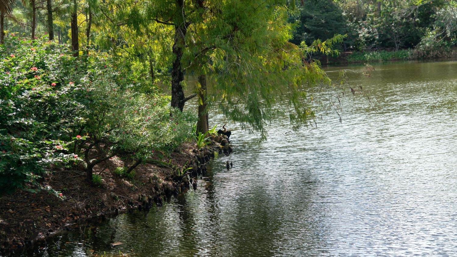 Serene pond surrounded by lush weeping willow and green trees reflecting on calm water.