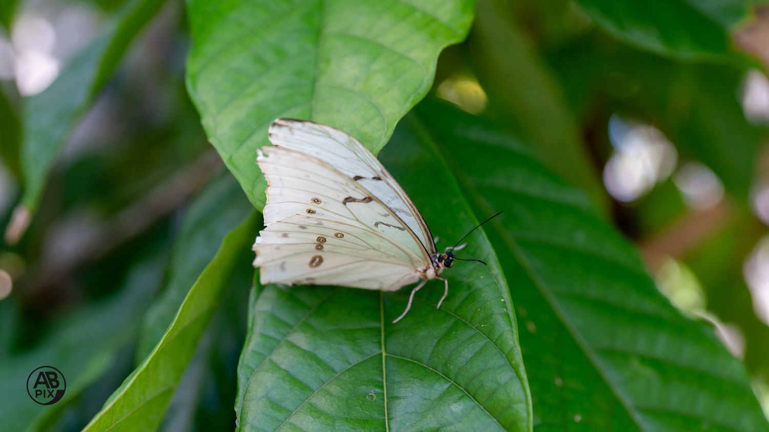 A white Morpho butterfly with delicate wing patterns resting on a broad green leaf.