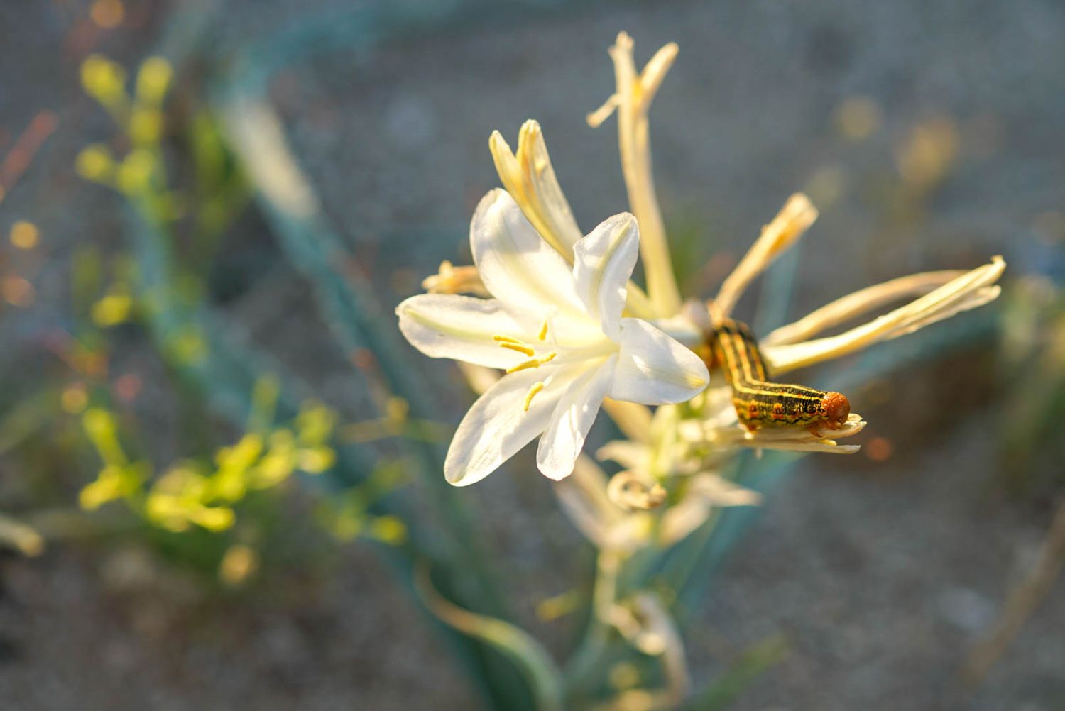 Close-up of a delicate white wildflower with yellow stamens blooming in a sandy desert landscape.