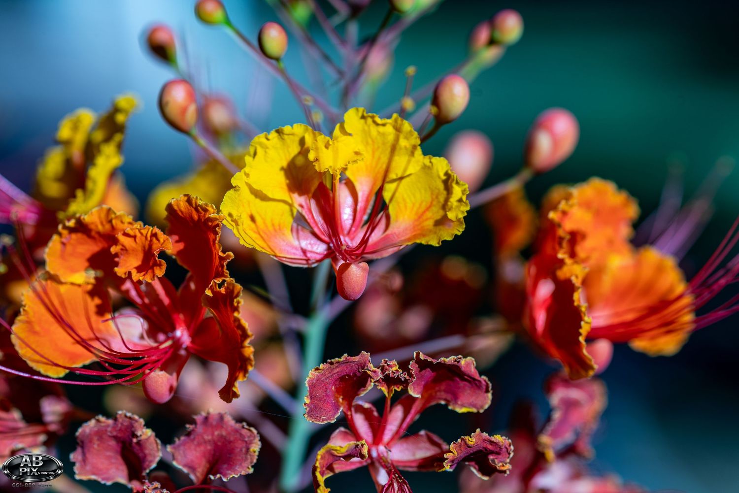 Vibrant tropical flowers with yellow, orange, and red petals in full bloom against a soft teal background.
