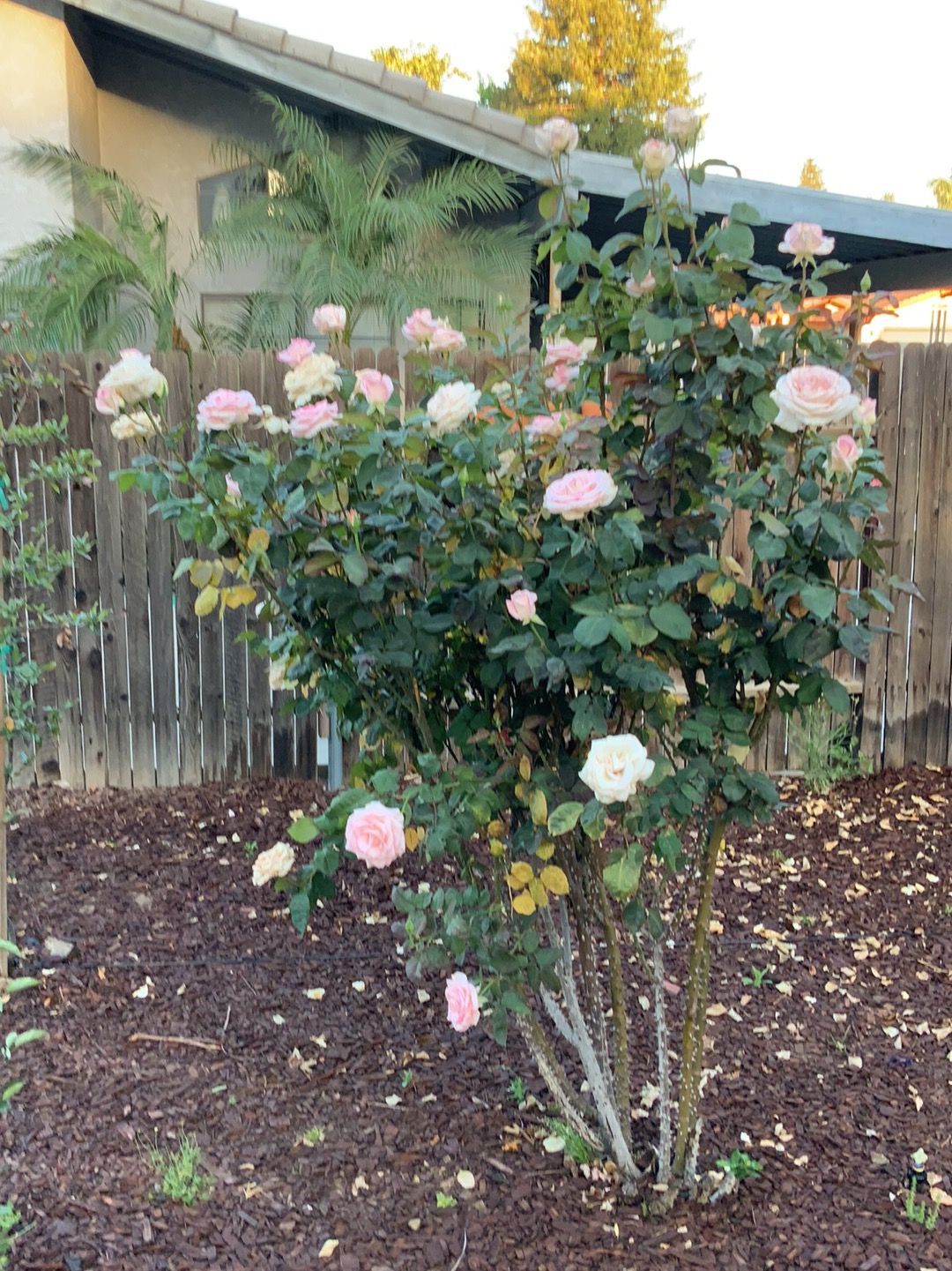 Pink and white camellia bush in full bloom growing in a mulched garden bed near a wooden fence.