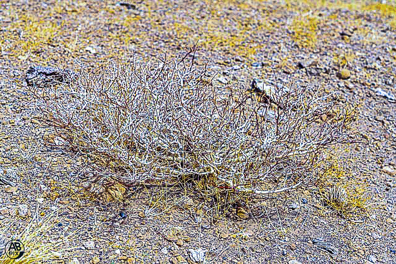 Dry desert shrub with bare branches surrounded by sparse yellow wildflowers on rocky arid ground.