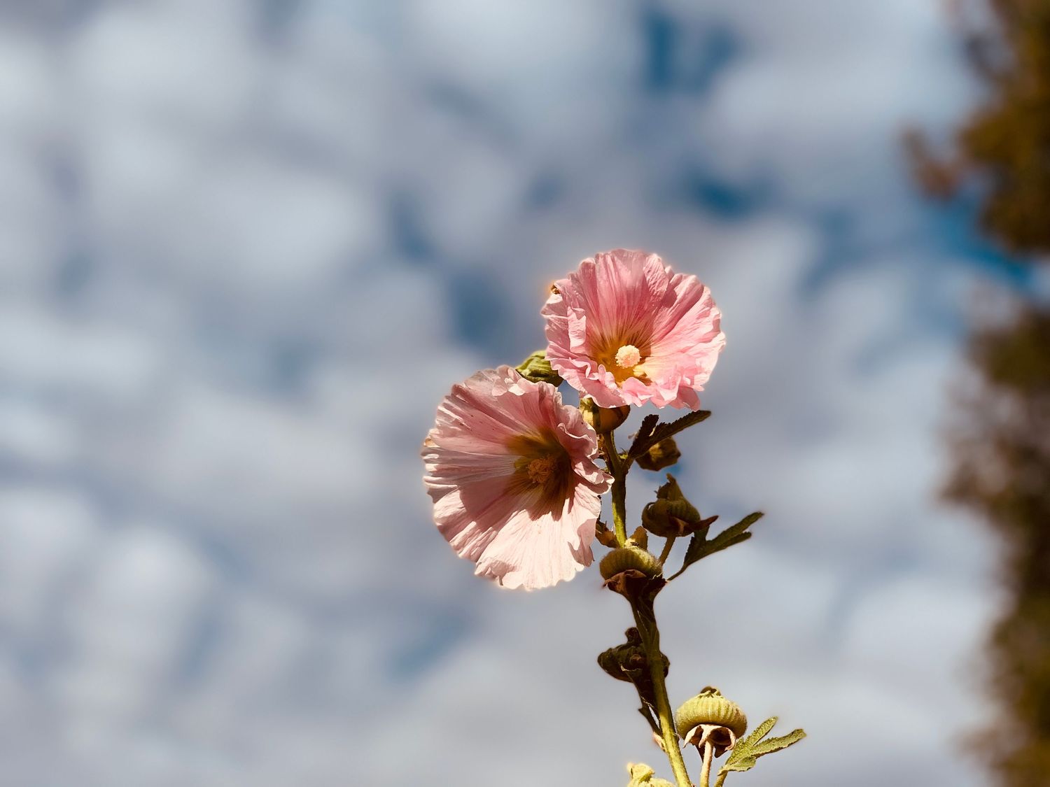 Delicate pink hollyhock flowers blooming against a partly cloudy blue sky in bright sunlight.