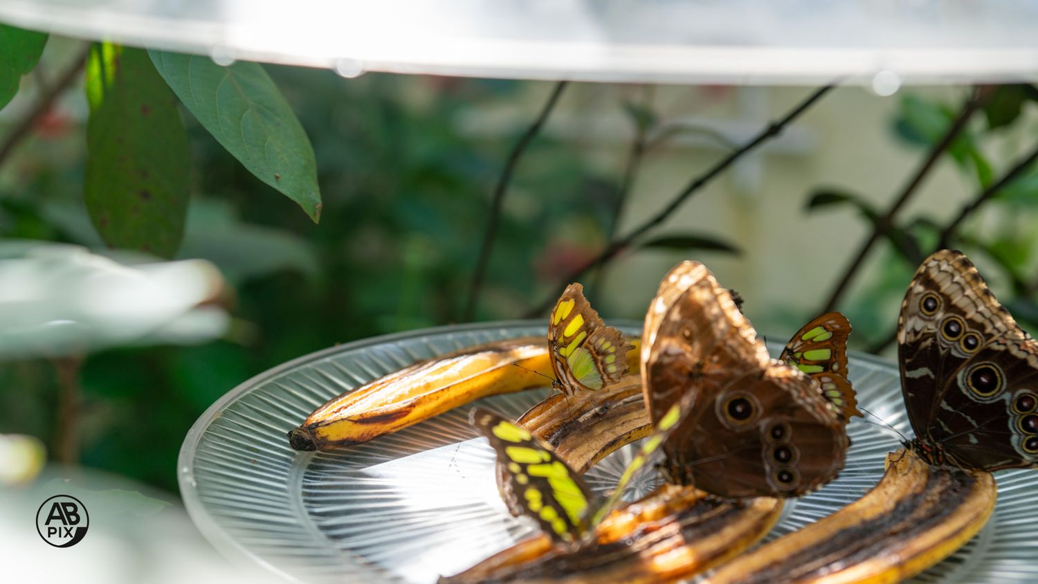 Group of tropical butterflies including owl and malachite species feeding on banana fruit on a dish.