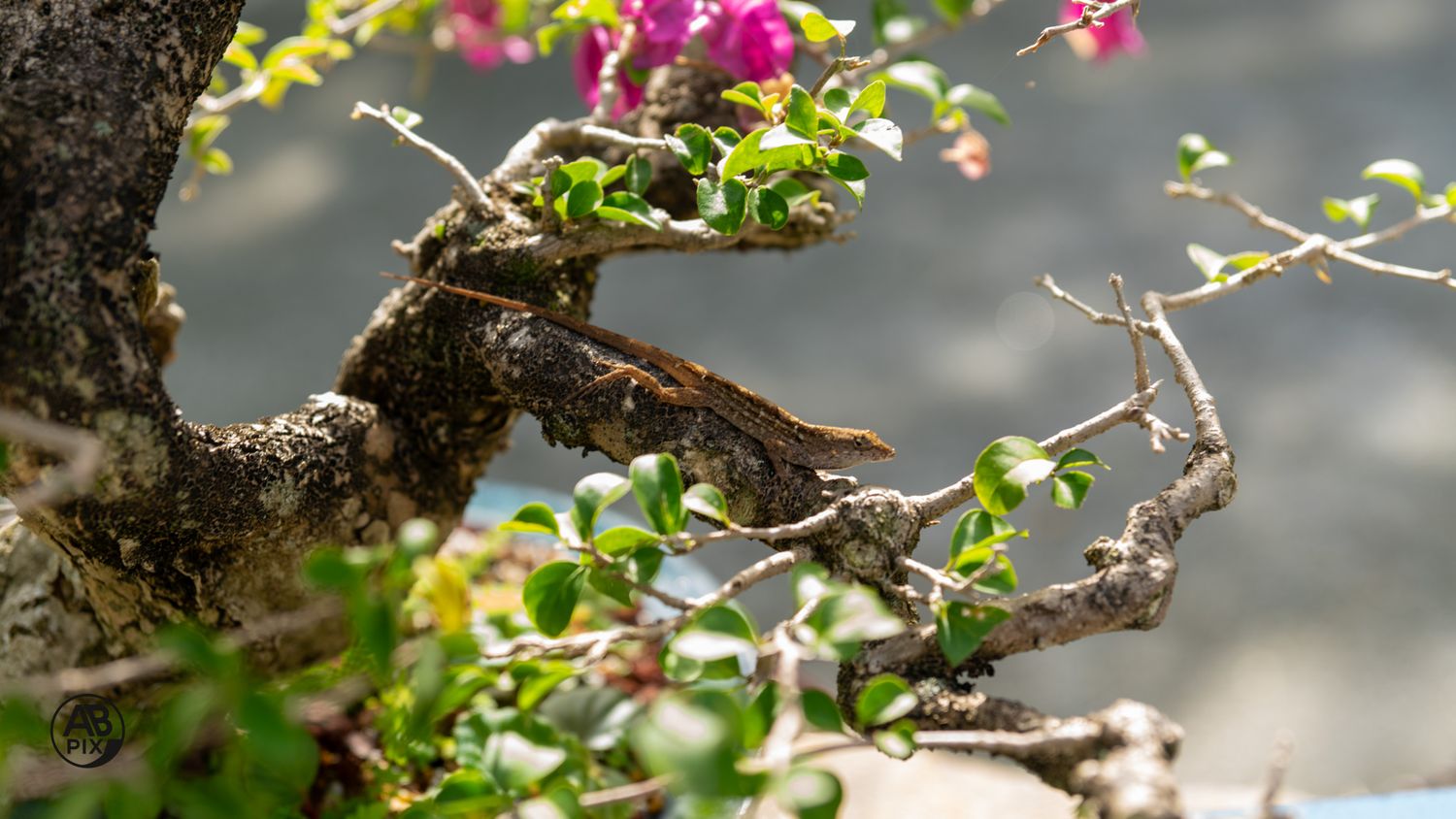 Close-up of a gnarled bonsai tree branch with pink flowers and small green leaves.