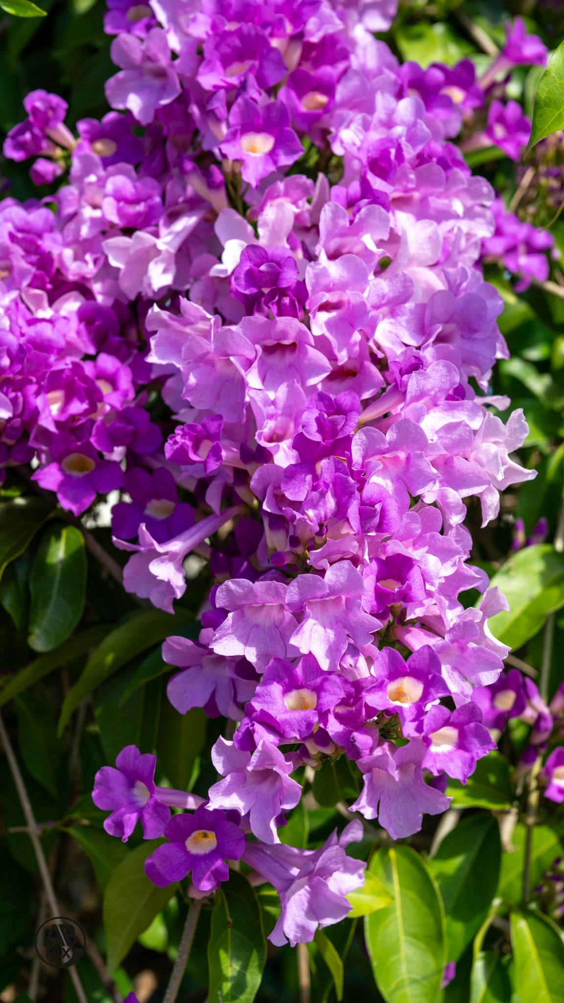 Vibrant cluster of purple and pink blooming flowers with green leaves in bright sunlight.