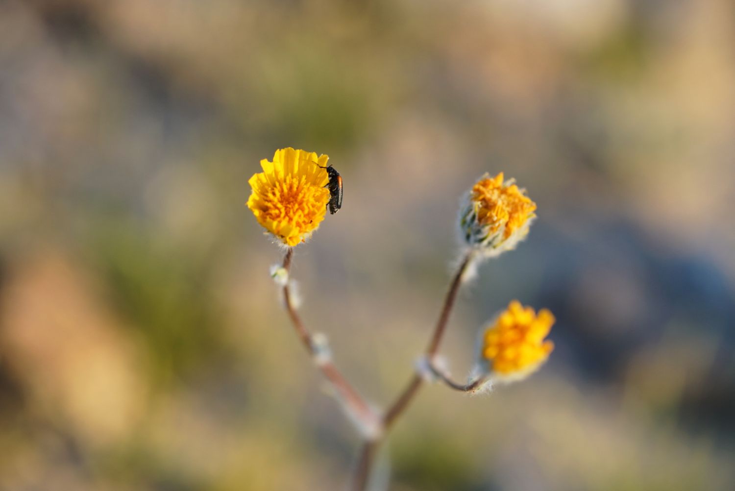 Three small bright yellow wildflowers on slender stems against a soft blurred natural background in sunlight.
