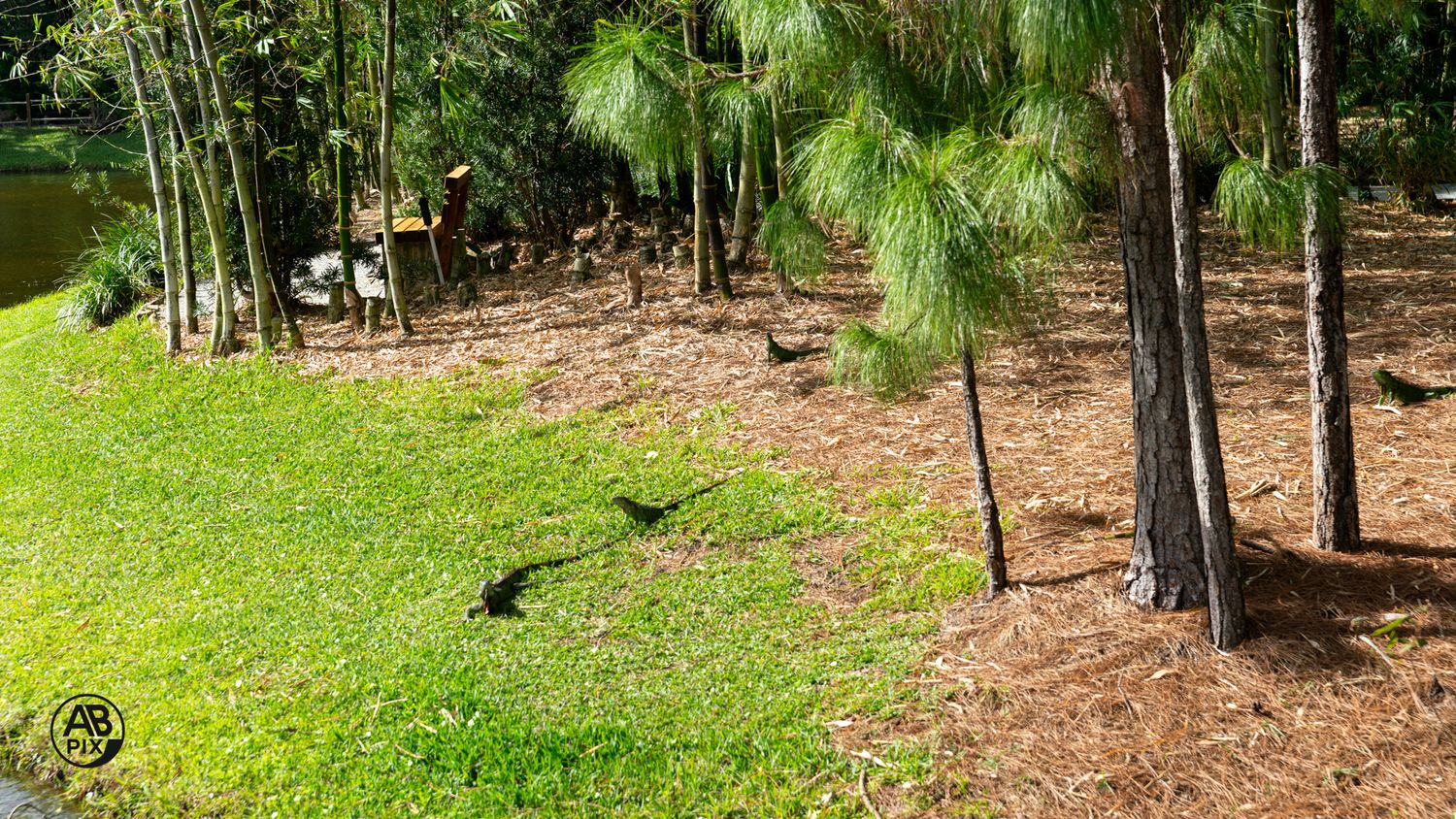 Lush green lawn bordered by tall pine trees with dark shadows stretching across the grass.