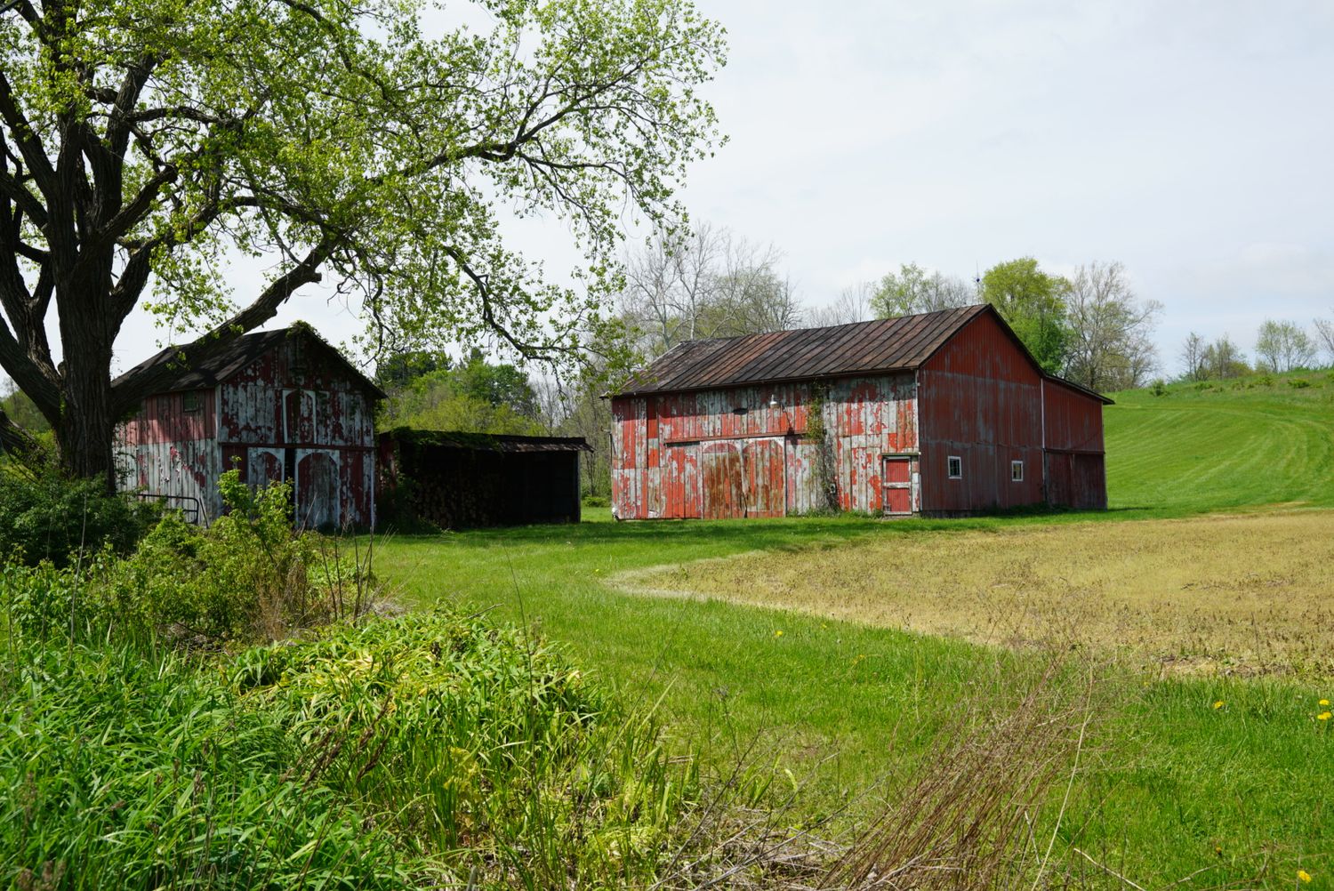 Two weathered red barns with rusty metal roofs surrounded by green fields and trees on a rural farm property.