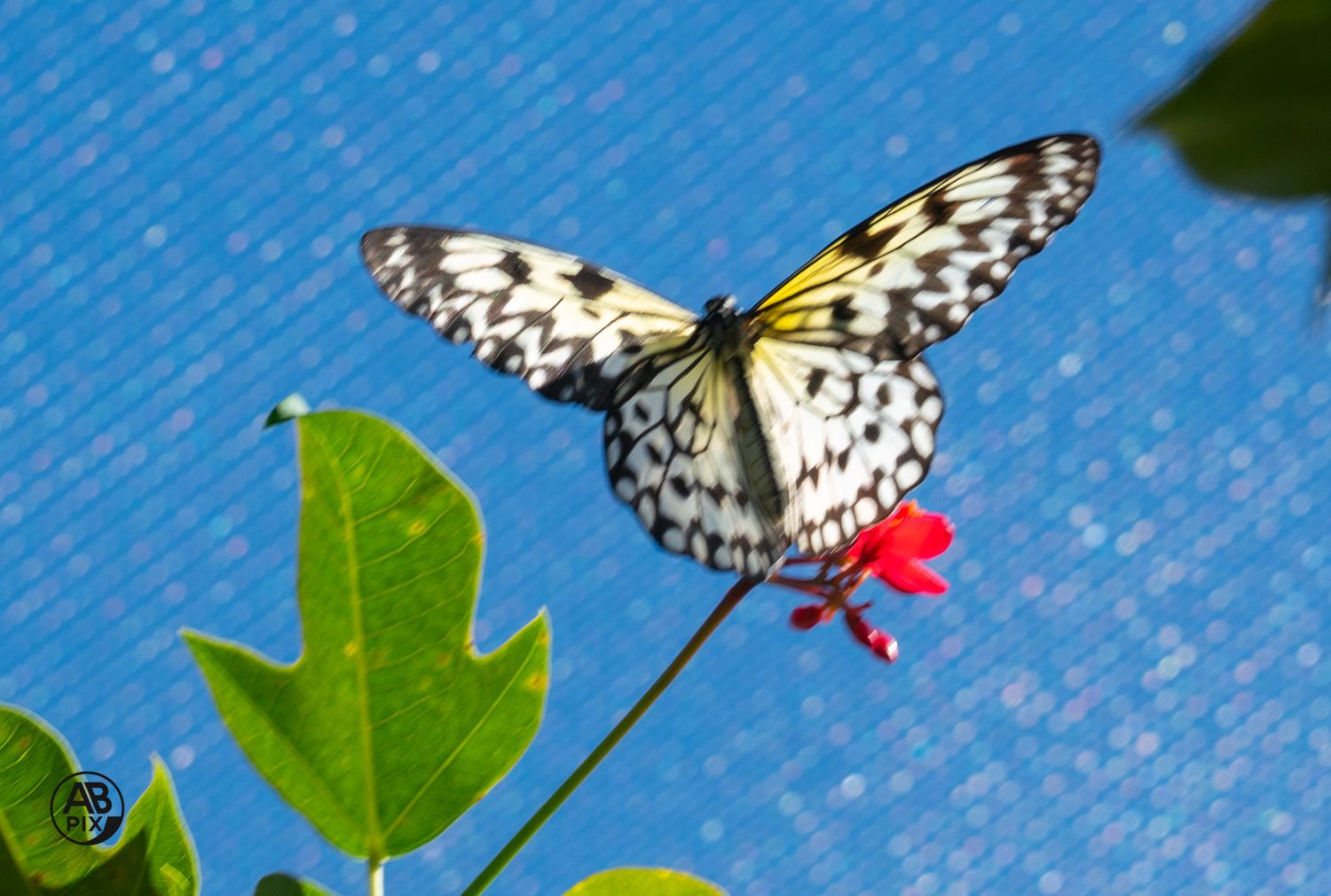 A striking black and white Paper Kite butterfly perched on a red flower against blue background.