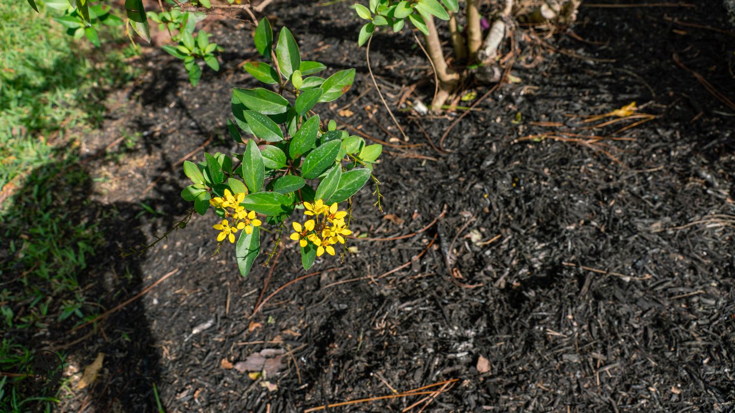 Small yellow wildflowers blooming in dark mulched garden bed with green shrubs in background.