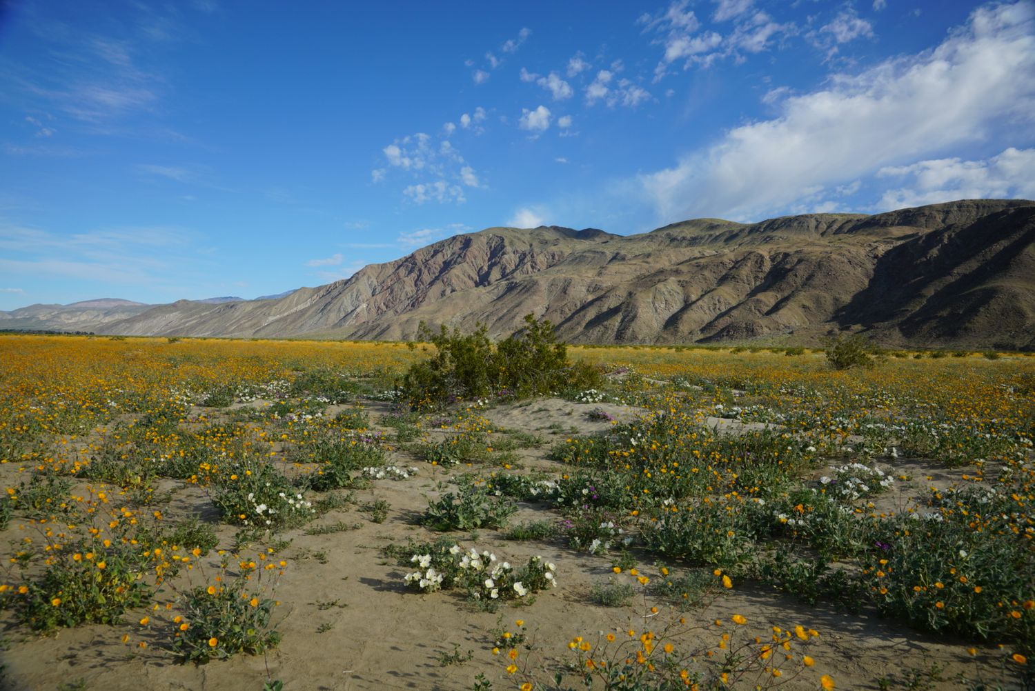 Colorful desert superbloom with yellow and white wildflowers covering sandy flats with dramatic mountain backdrop.