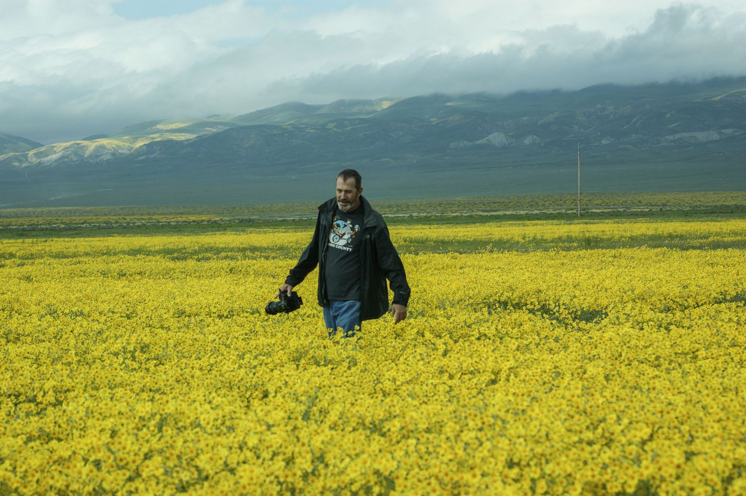 Man standing in vast yellow wildflower field with mountains in background.