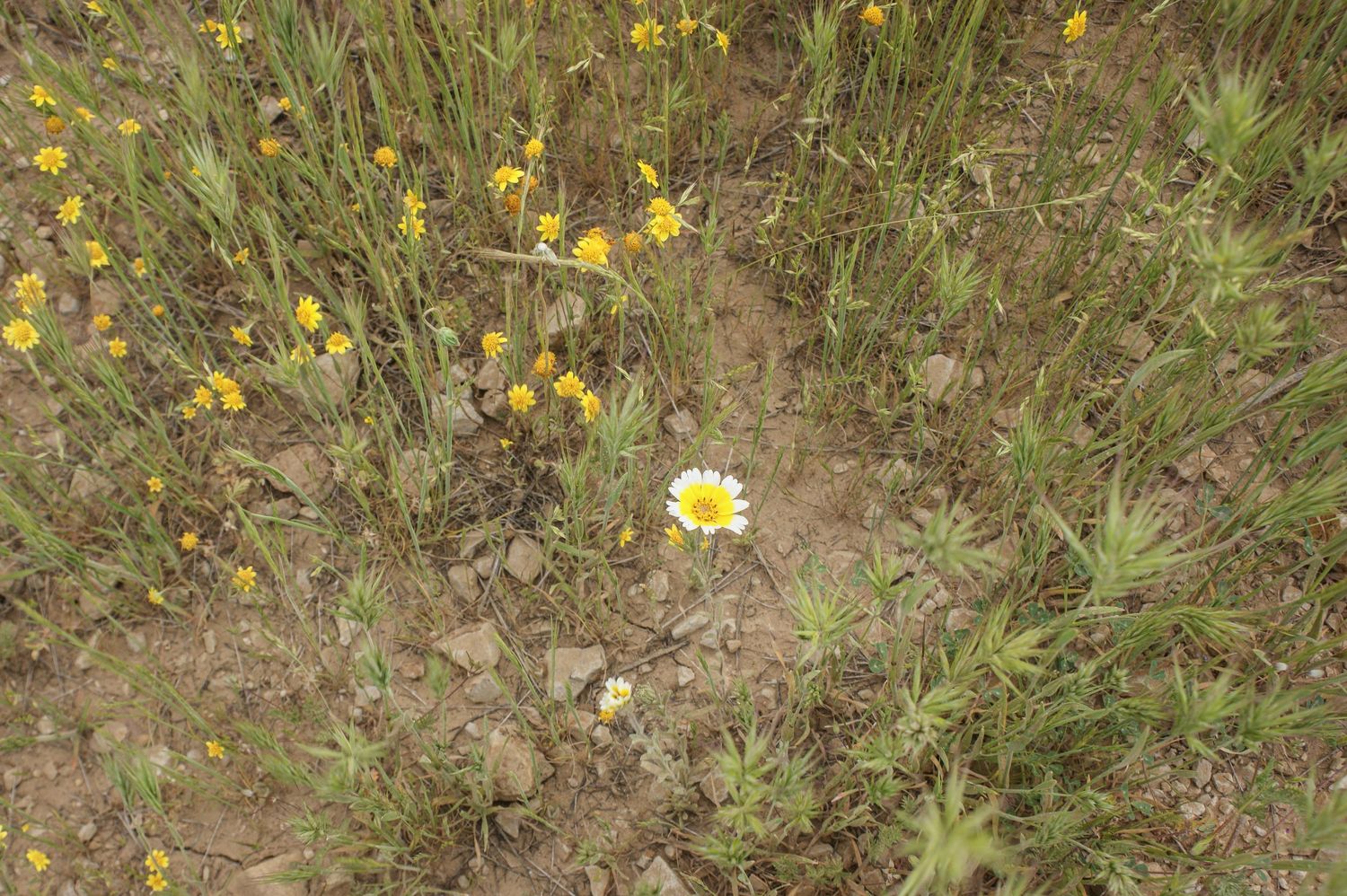 Small white and yellow wildflowers blooming in sandy dry soil ground cover.