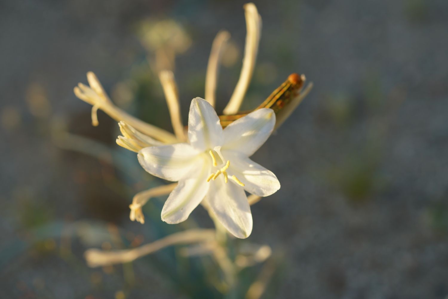 A single delicate white desert lily flower with long yellow stamens blooming in soft golden sunlight.
