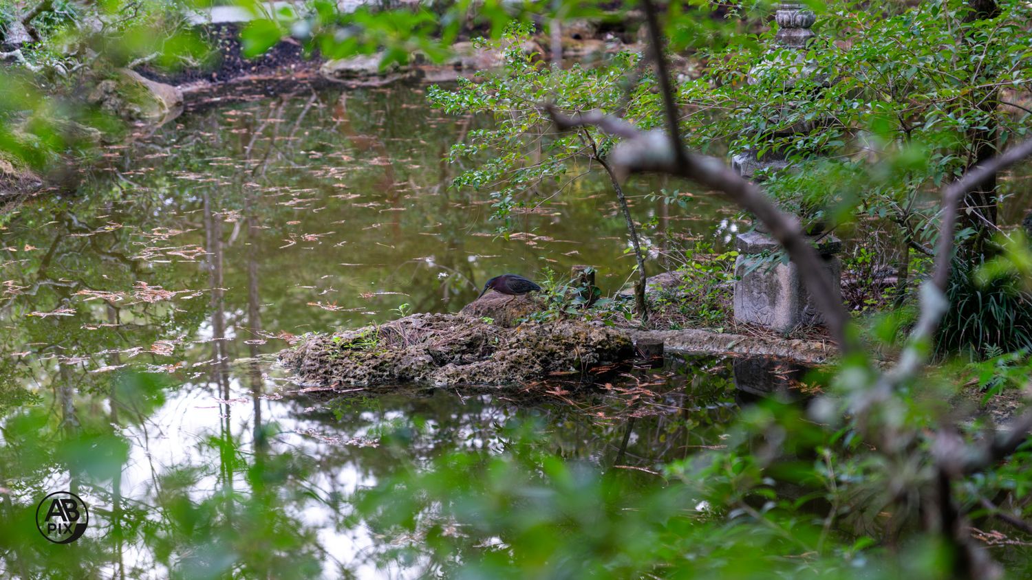 A bird rests on a small island in a tranquil pond surrounded by green foliage and trees.