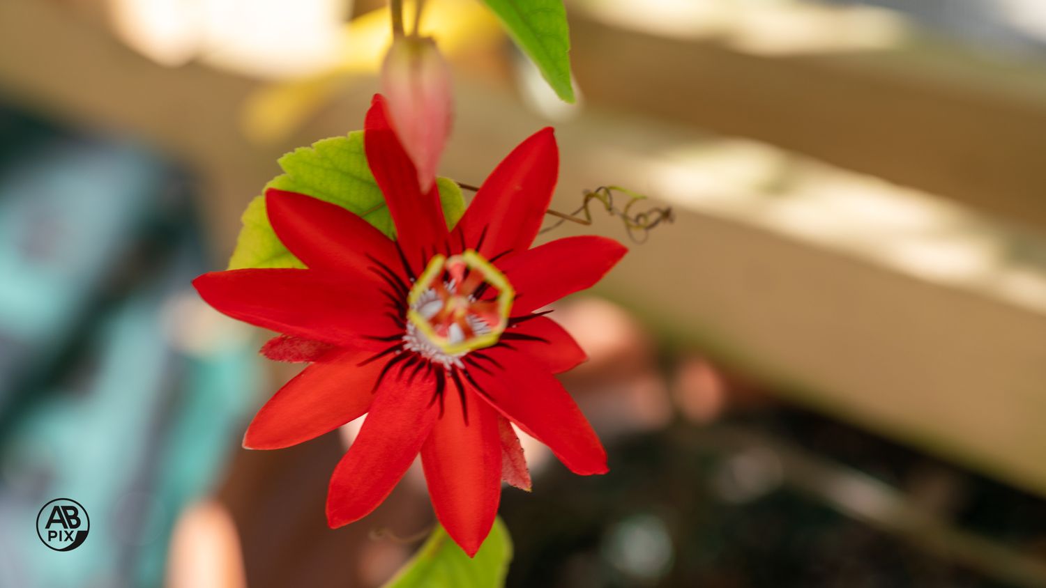 Vibrant red passion flower with delicate petals and white center blooming in a garden.