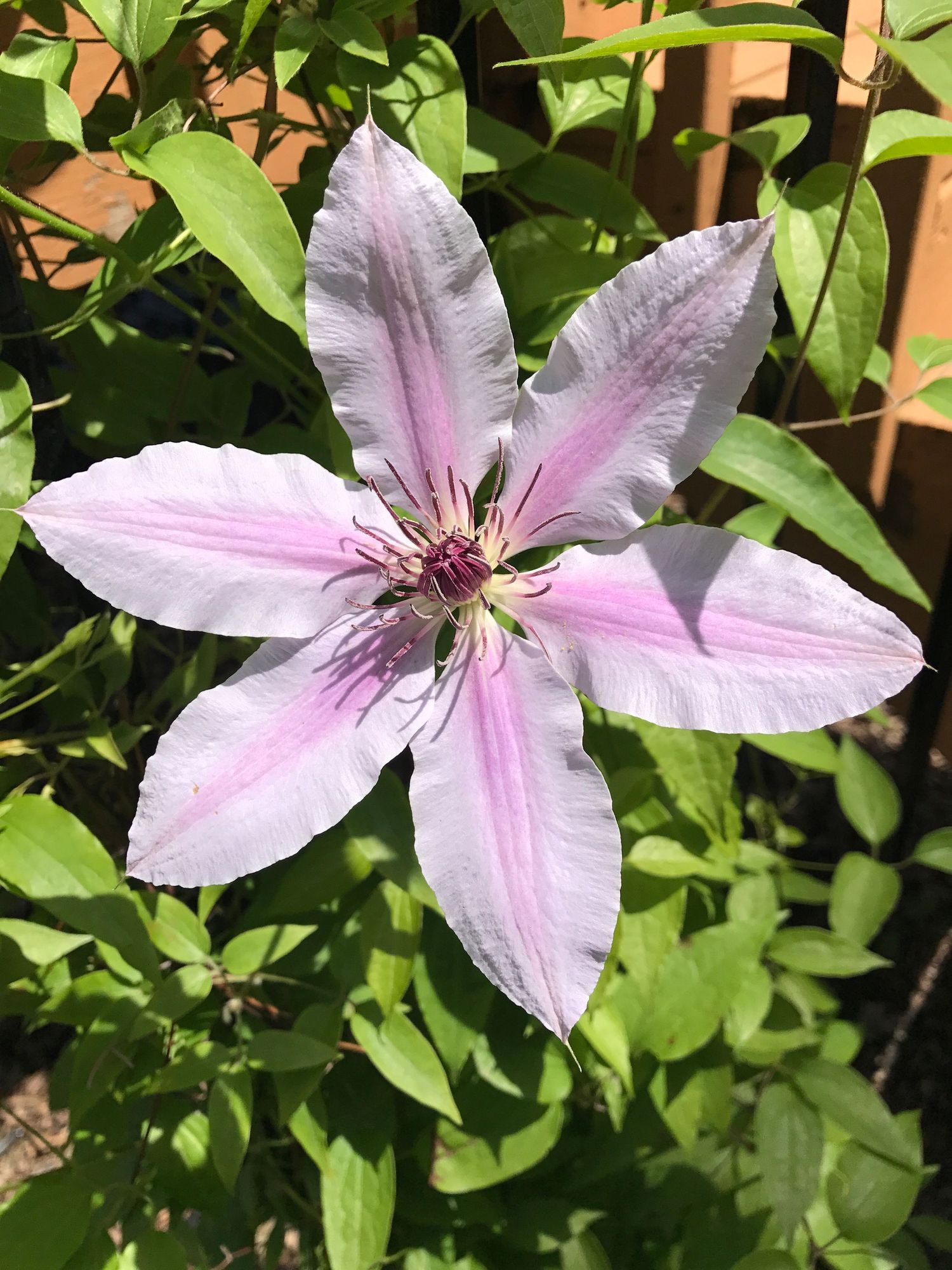 Close-up of a light pink clematis flower with purple-striped petals blooming among green leaves in a garden.