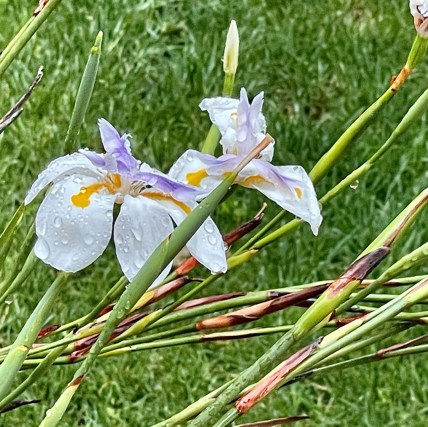Delicate white and purple iris flowers with yellow accents covered in raindrops in garden.
