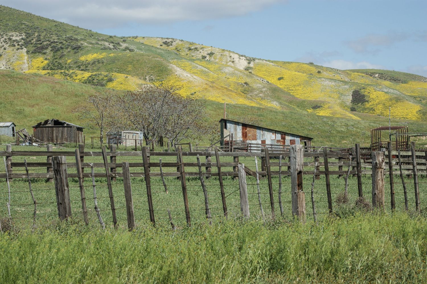 Rustic ranch buildings behind wooden fence with yellow wildflower-covered hills in the background.