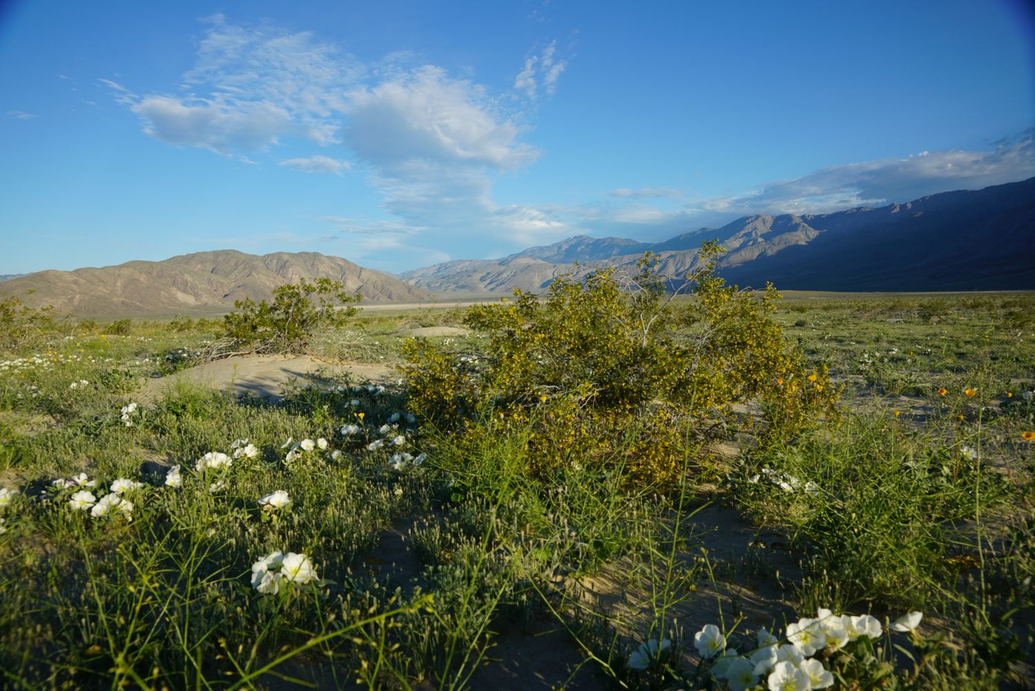 White desert flowers and green shrubs bloom in arid landscape with mountain range and blue sky in background.