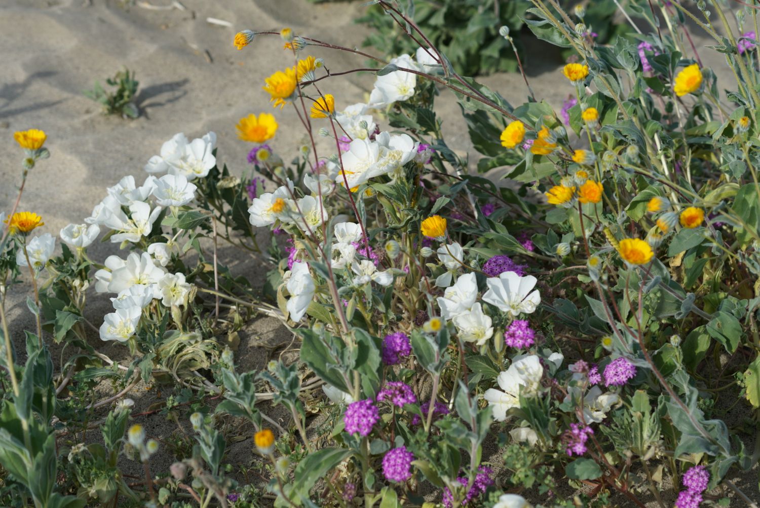 Colorful wildflowers including white, yellow, and purple blooms growing along a sandy path in spring.