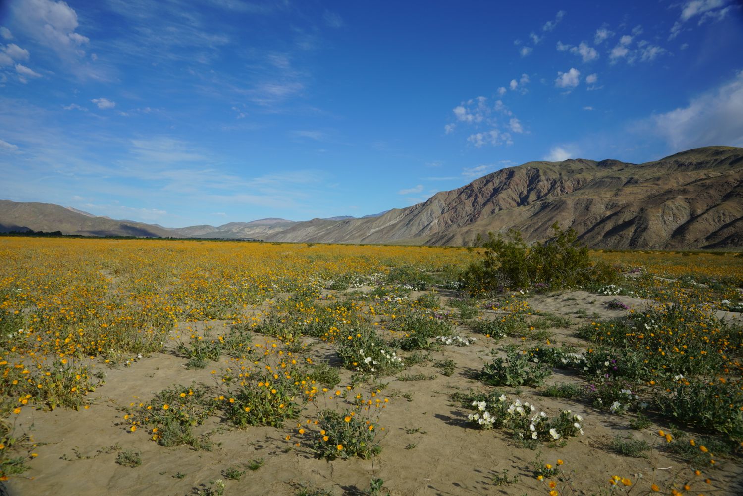 Expansive desert superbloom with yellow wildflowers blanketing sandy terrain stretching toward layered mountain range.