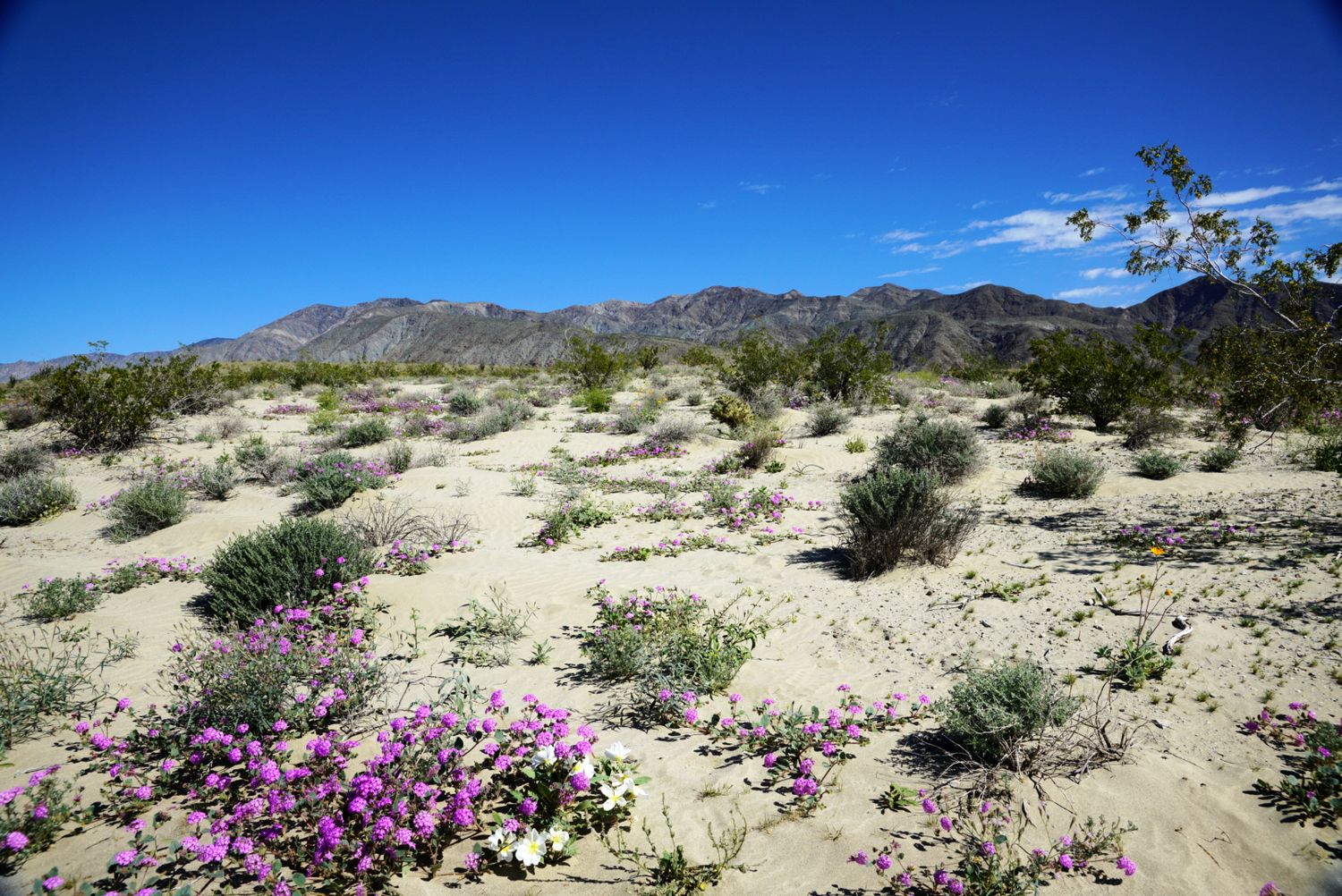 Pink desert wildflowers scattered across sandy terrain with mountain range visible under a vivid blue sky.