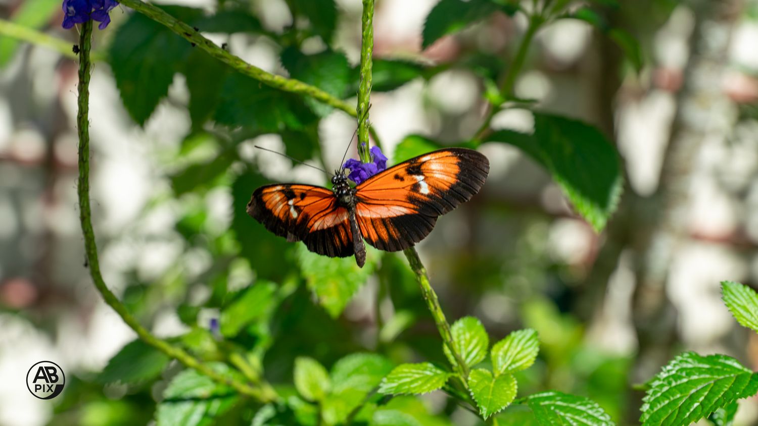 Orange and black Heliconius butterfly perched on vibrant blue flowers surrounded by lush green foliage.