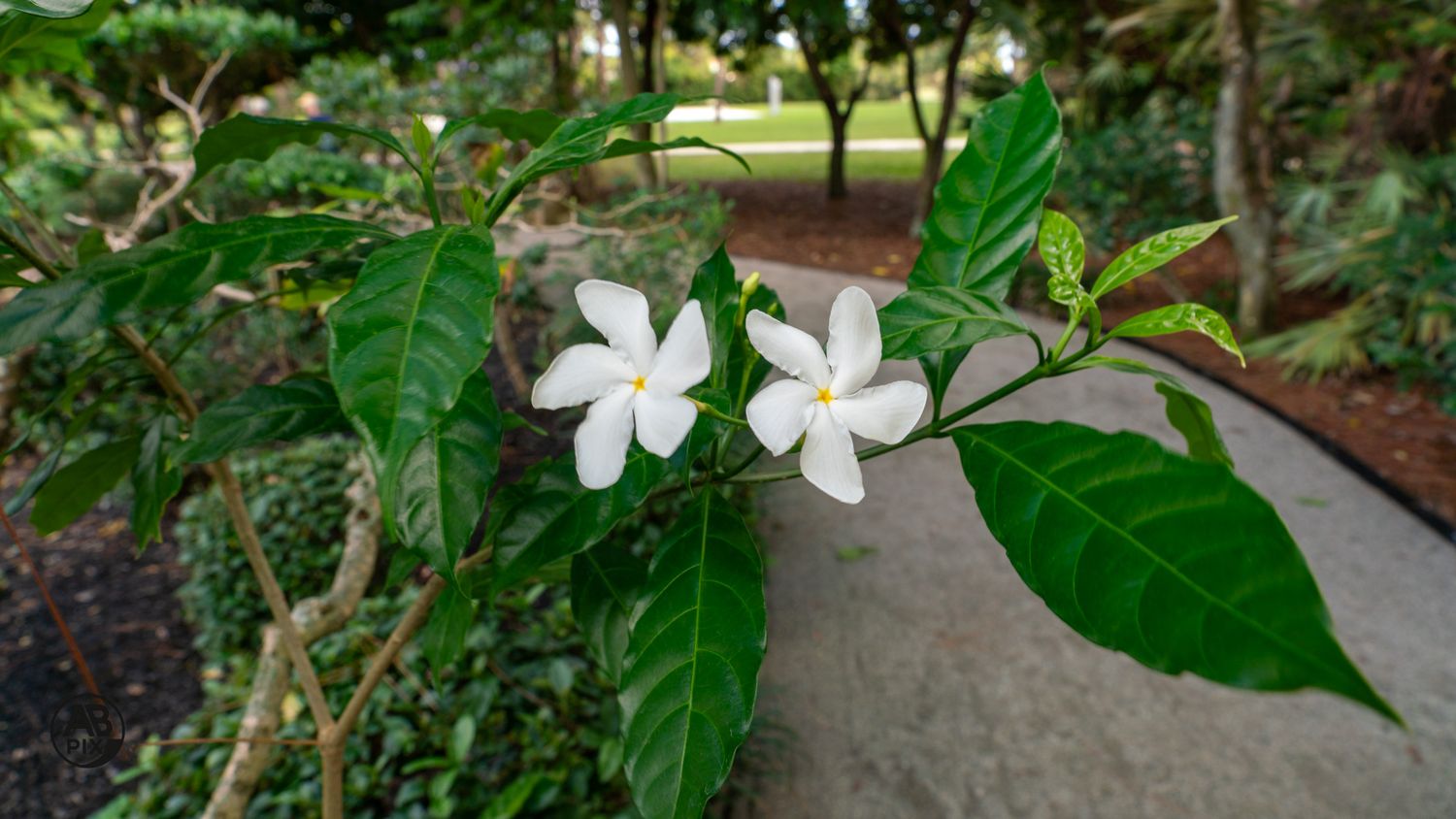Two delicate white gardenia flowers with yellow centers on a green leafy branch in a garden.