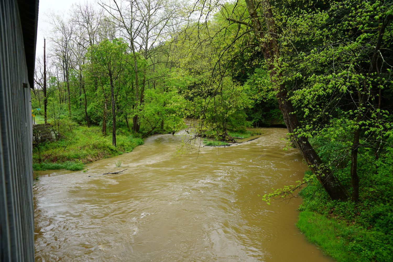Muddy floodwaters surge through a rural creek surrounded by lush green spring trees during heavy rainfall.