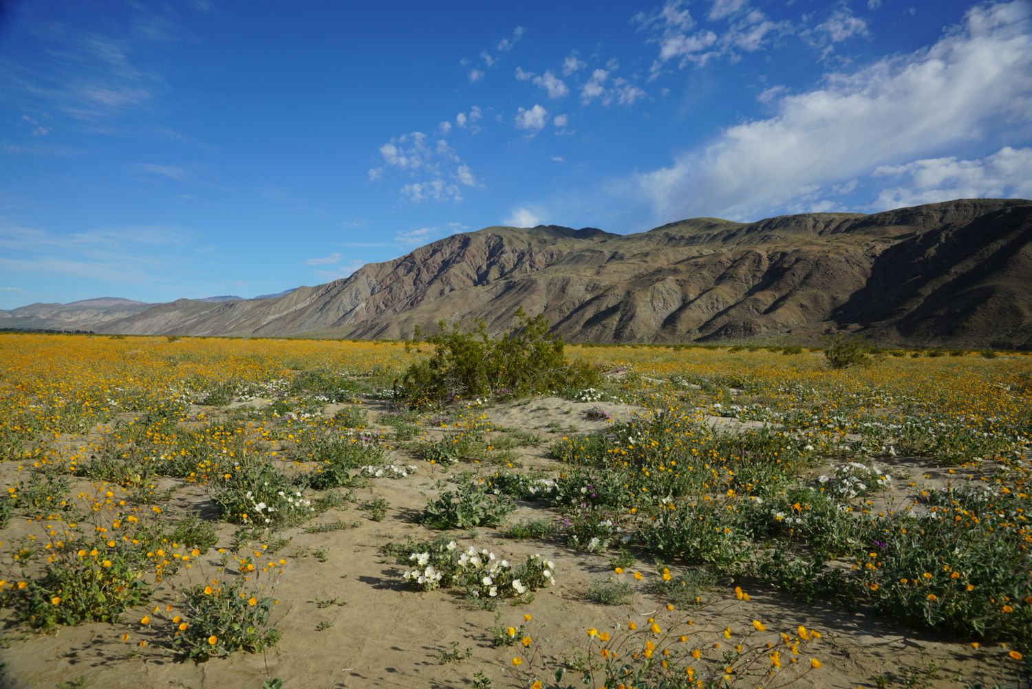 Vast desert superbloom with yellow and white wildflowers stretching toward rugged mountains under a blue sky.