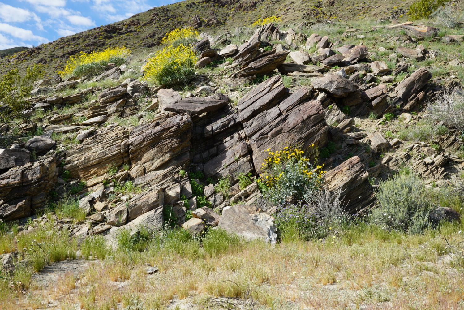 Yellow wildflowers and sagebrush surround dramatic layered rock outcroppings on a desert slope.