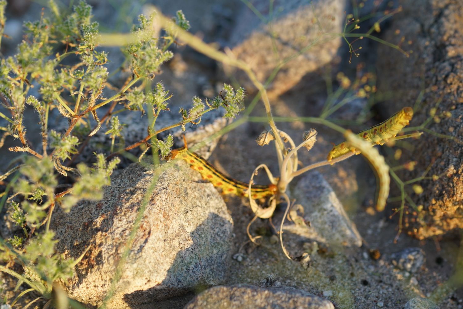 A yellow and black striped grasshopper resting on rocky terrain surrounded by sparse desert vegetation.