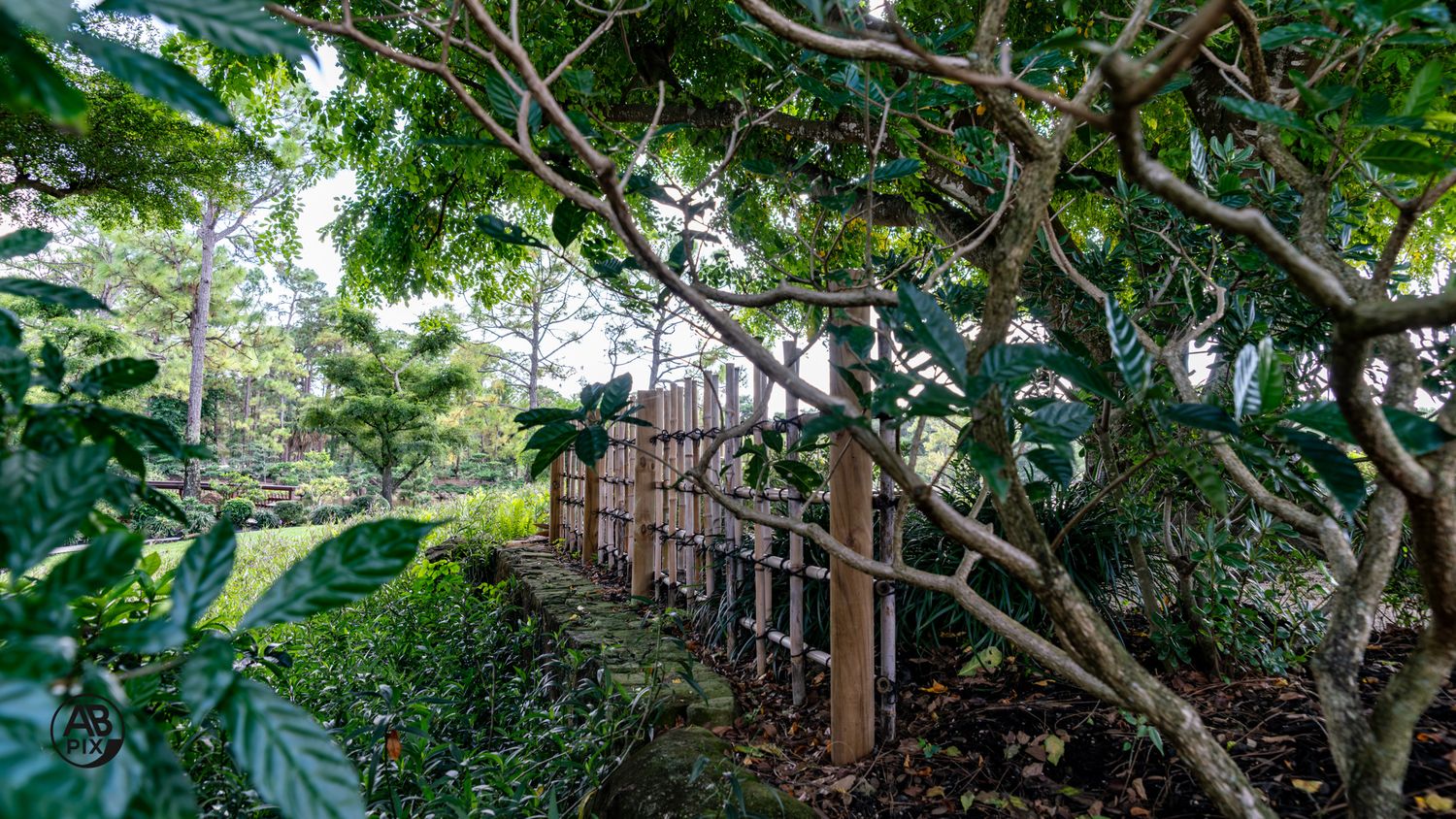 Lush Japanese garden path with wooden bamboo fence surrounded by dense green tropical foliage.