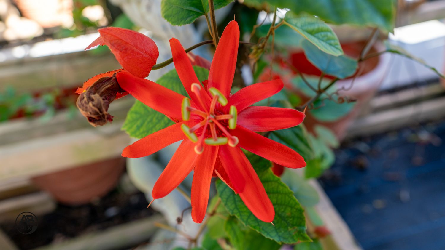 Close-up of a bright red passion flower with yellow stamens surrounded by green leaves.