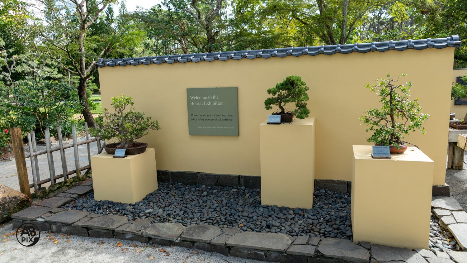 Bonsai trees displayed on white pedestals against a yellow wall in a Japanese garden exhibit.