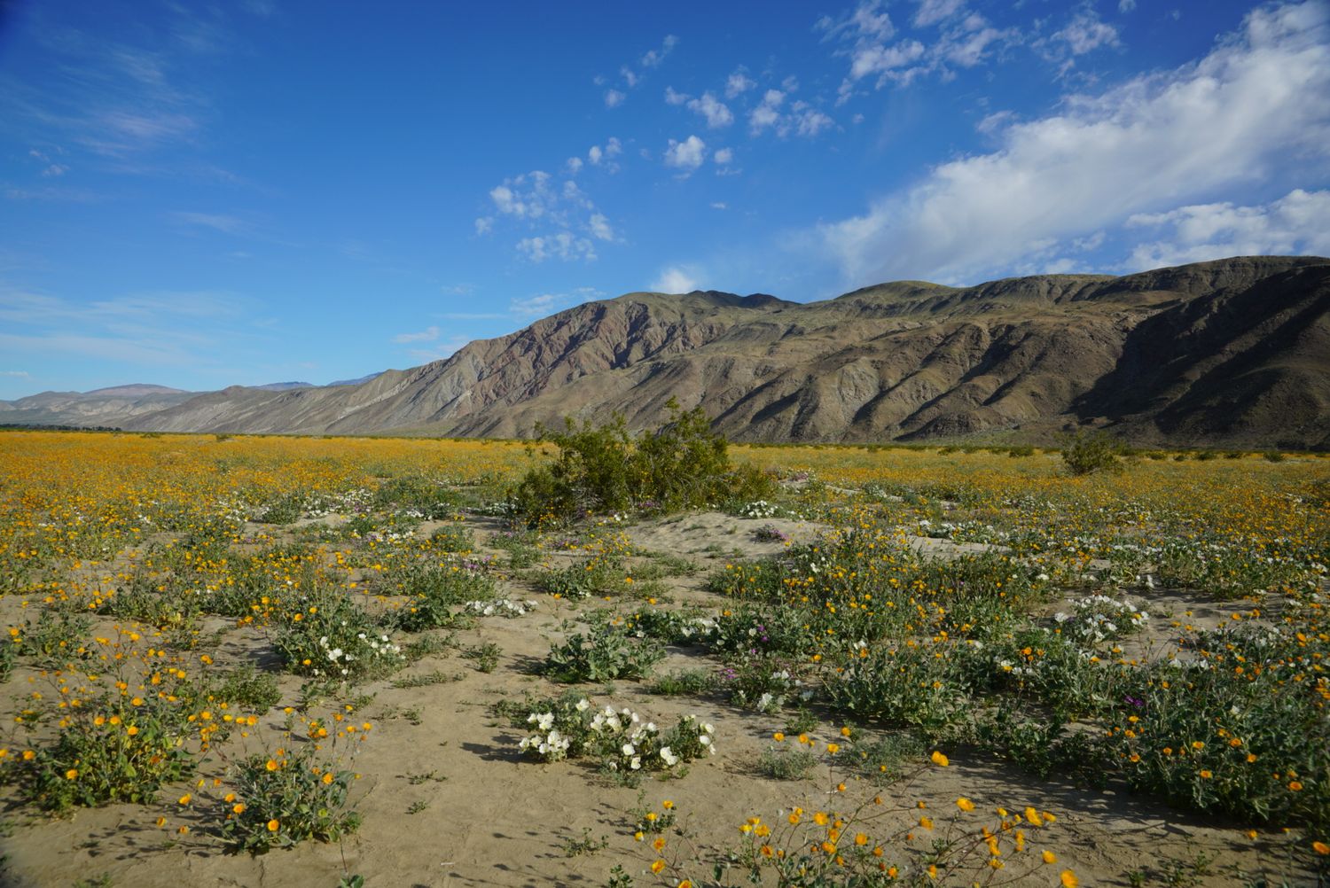 Vast desert superbloom with yellow and white wildflowers stretching across sandy flats toward rugged mountain range.