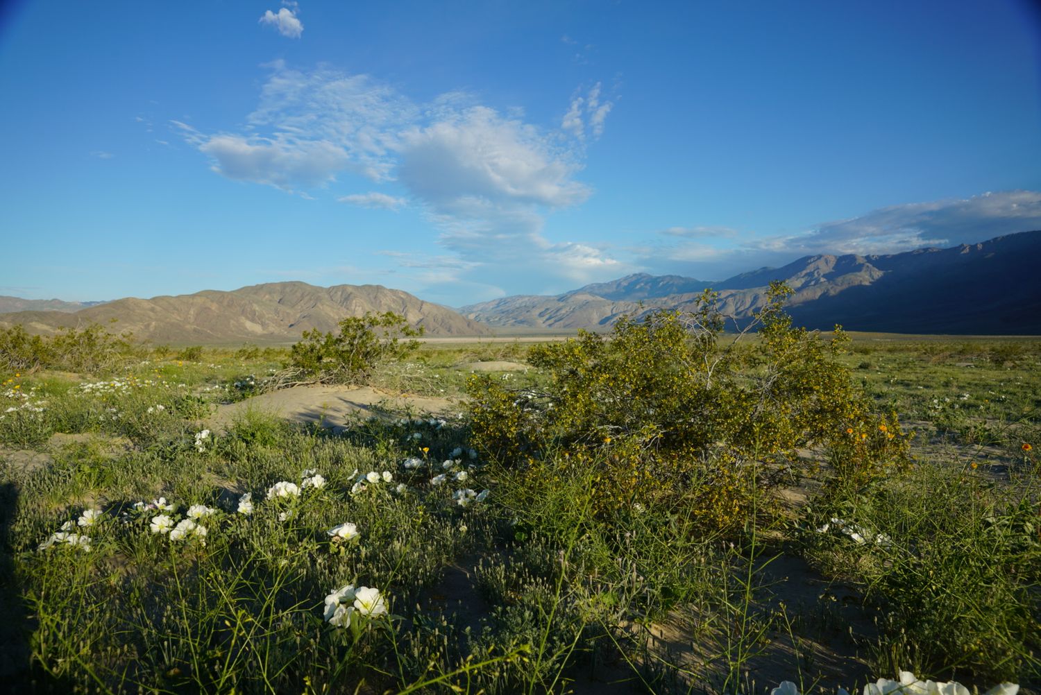 White desert wildflowers and green shrubs with scenic mountain range at golden hour.