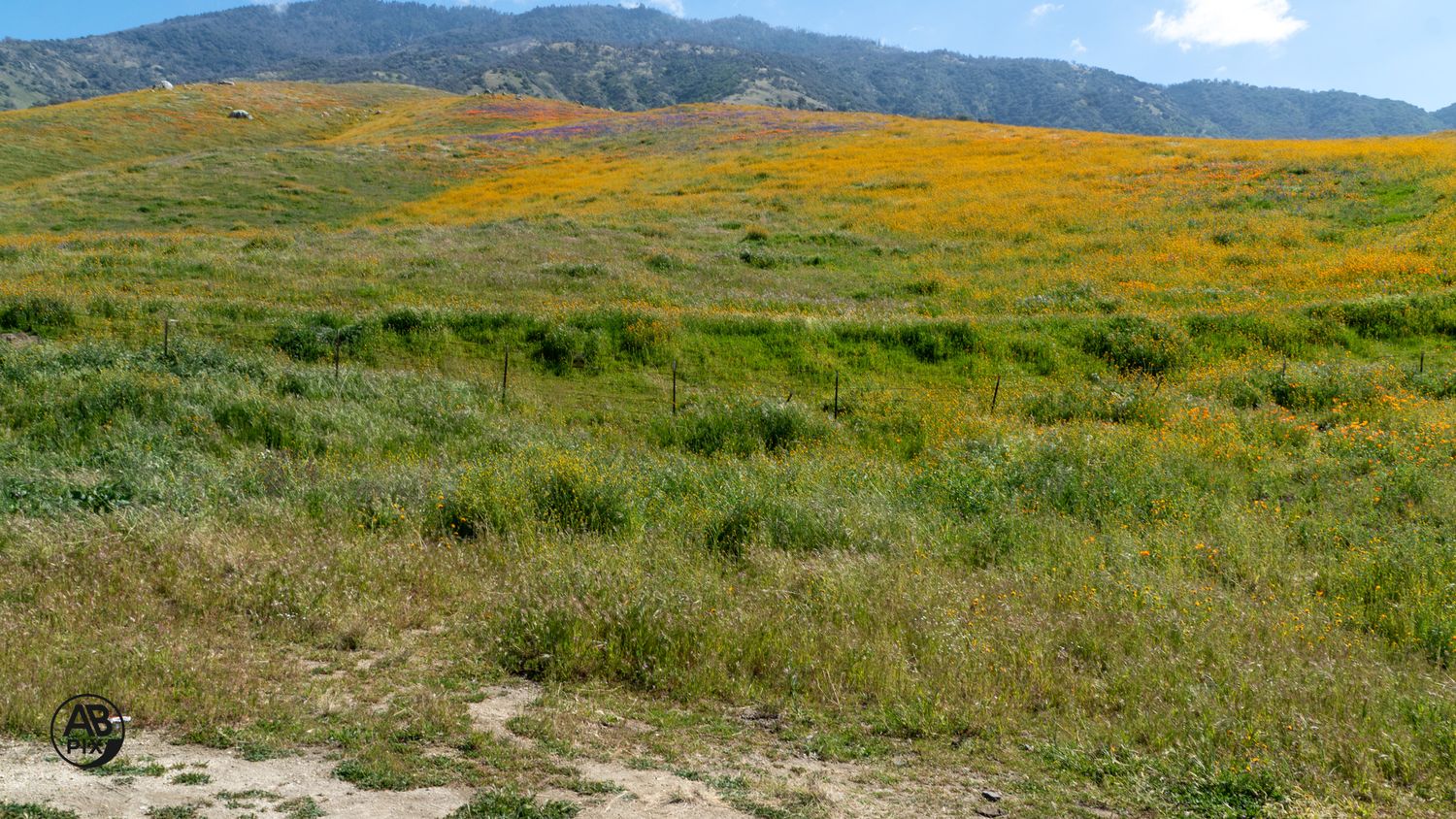 Vibrant orange California poppy wildflowers blanket rolling green hillsides near mountain range.