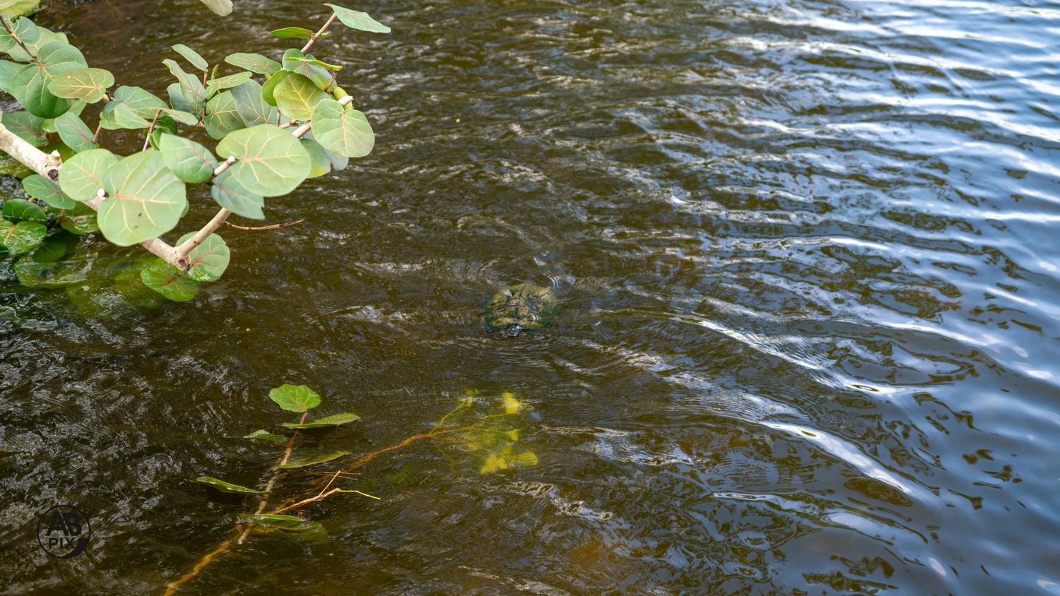 Clear water rippling over submerged aquatic plants and algae near a green leafy shoreline.