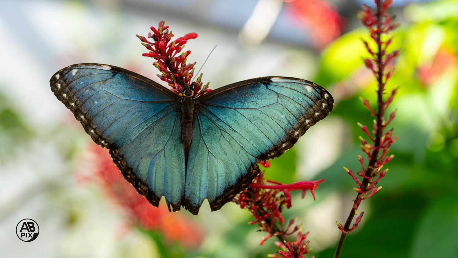 A stunning iridescent blue Morpho butterfly with open wings perched on red tropical flowers.