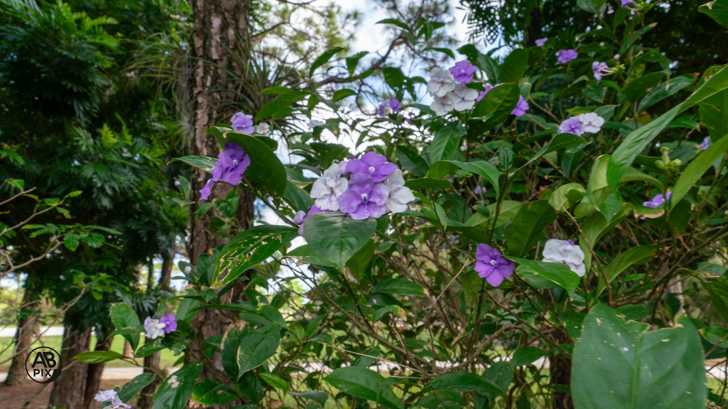 Clusters of purple and white hydrangea flowers blooming among lush green foliage in a garden.