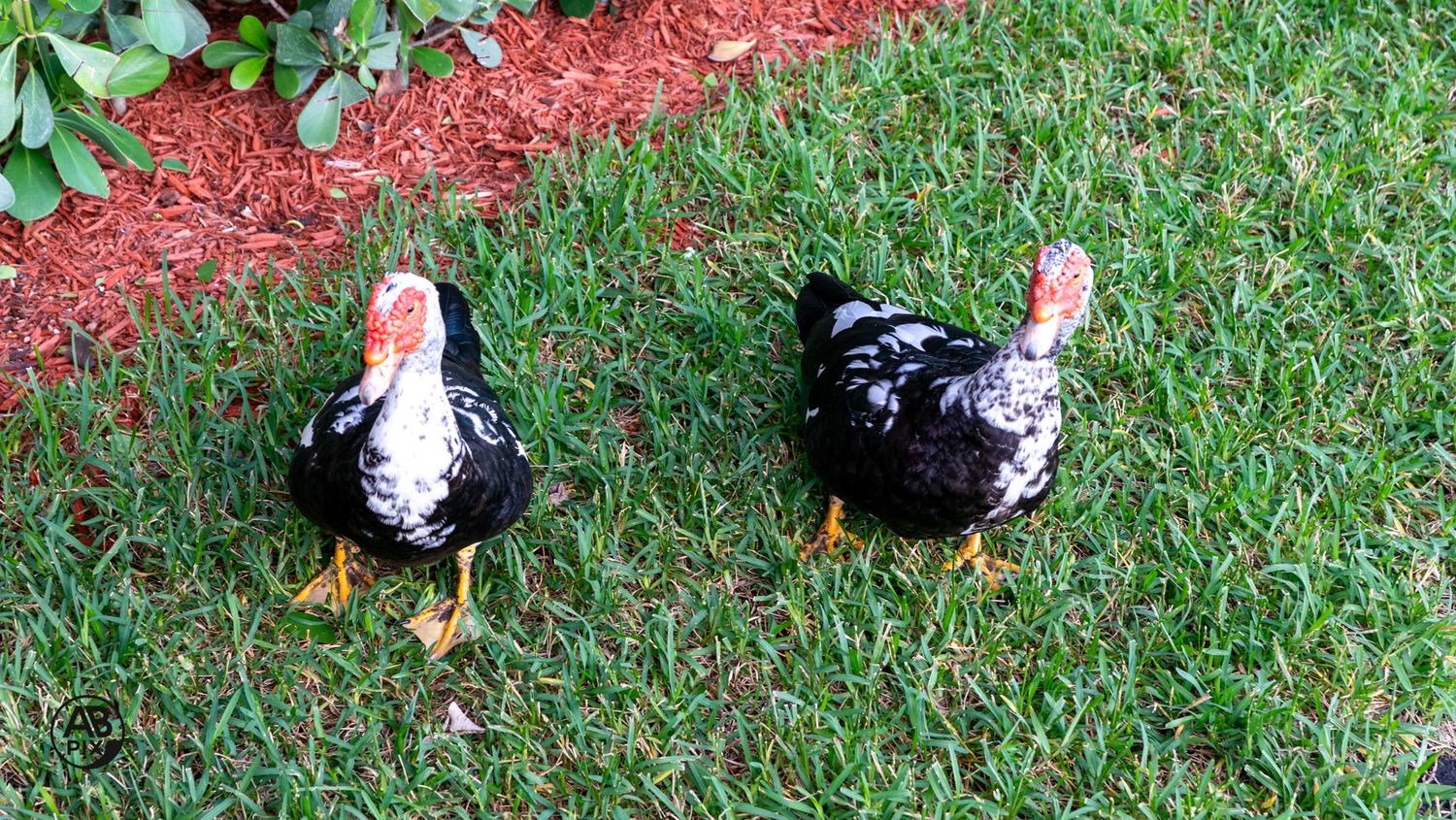 Two black and white Muscovy ducks standing on green grass outdoors.