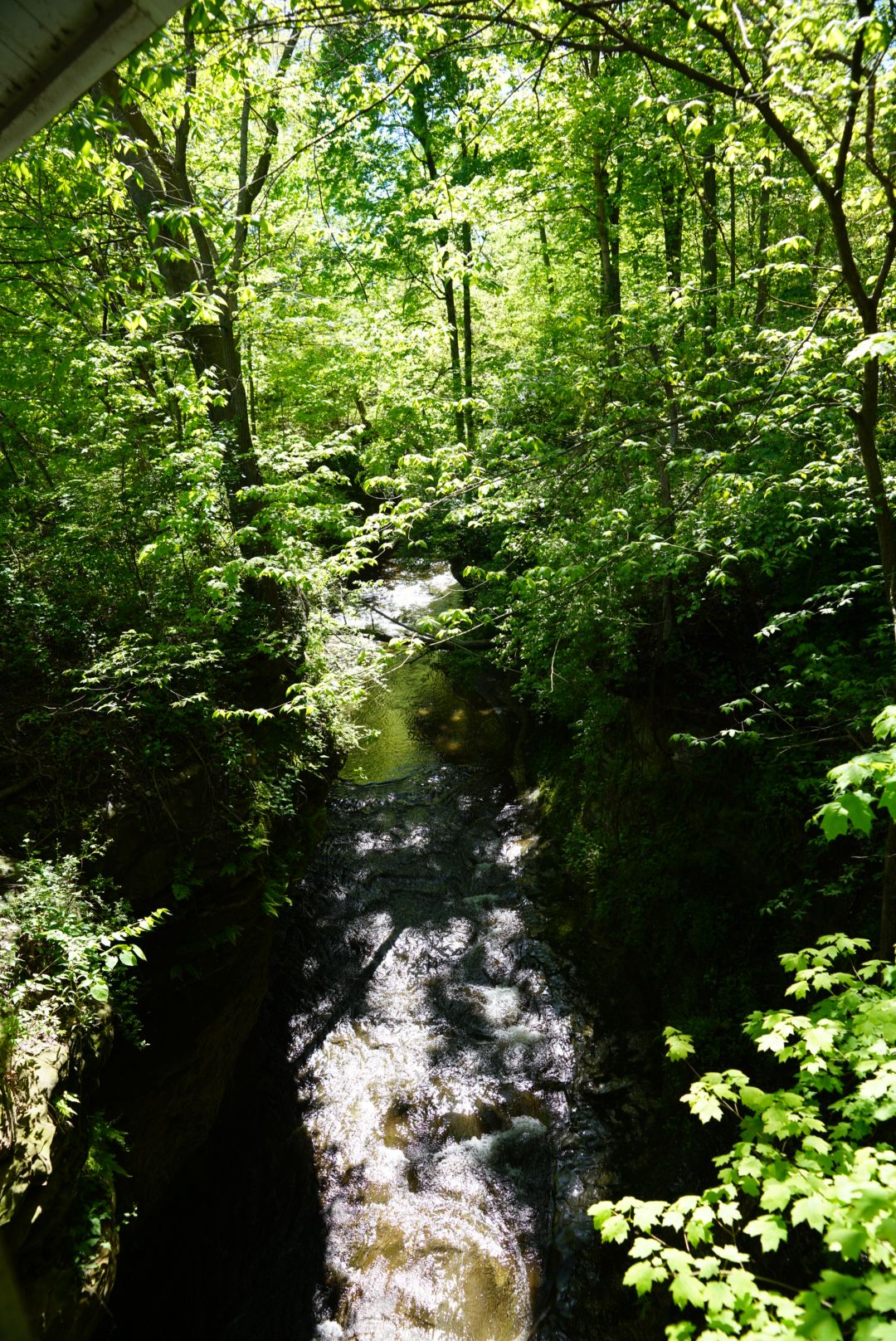 A rushing stream flowing through a lush green forest gorge with sunlight filtering through the dense tree canopy above.