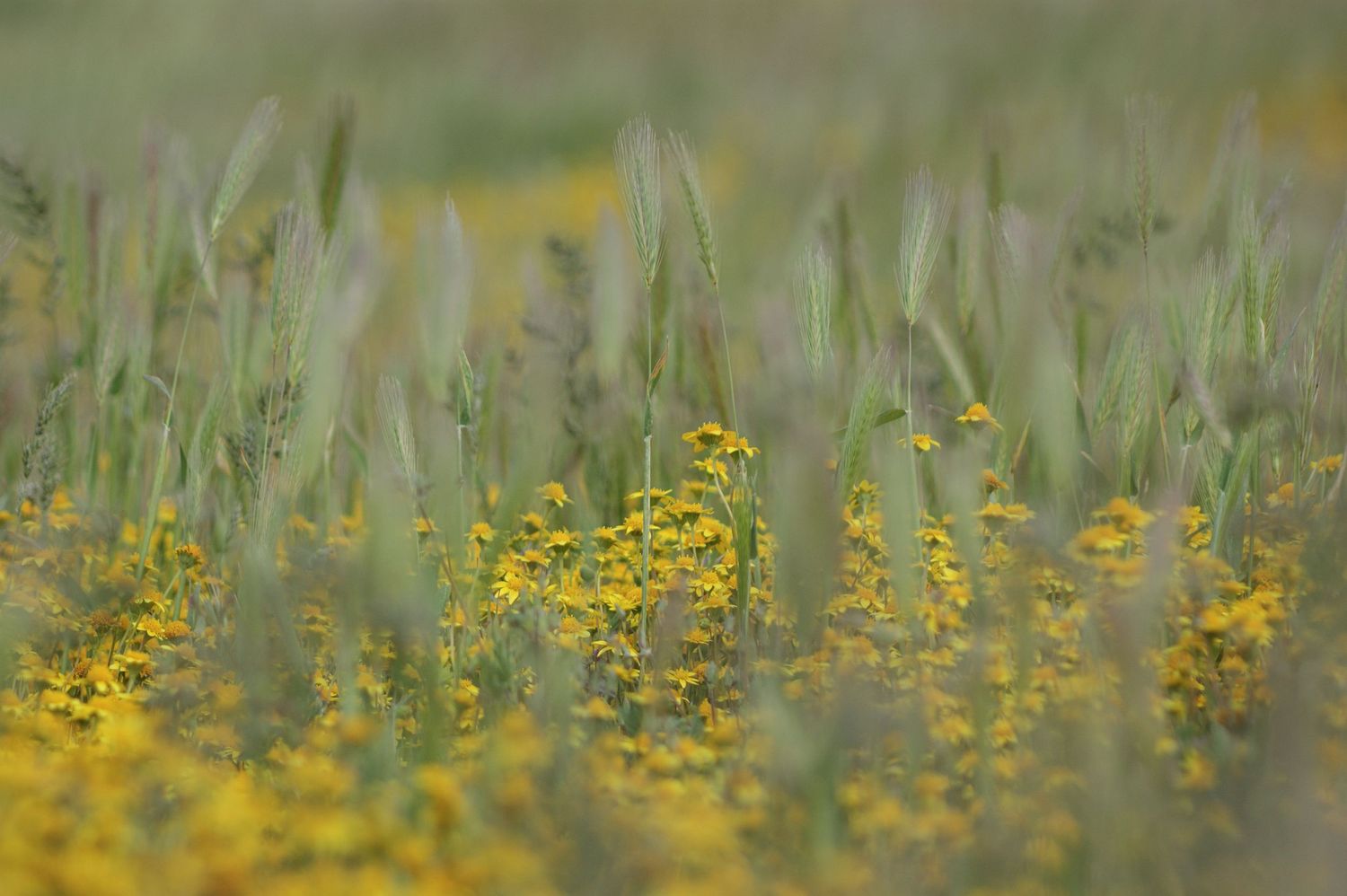 Close-up of delicate yellow wildflowers and green grass stems in soft focus field.
