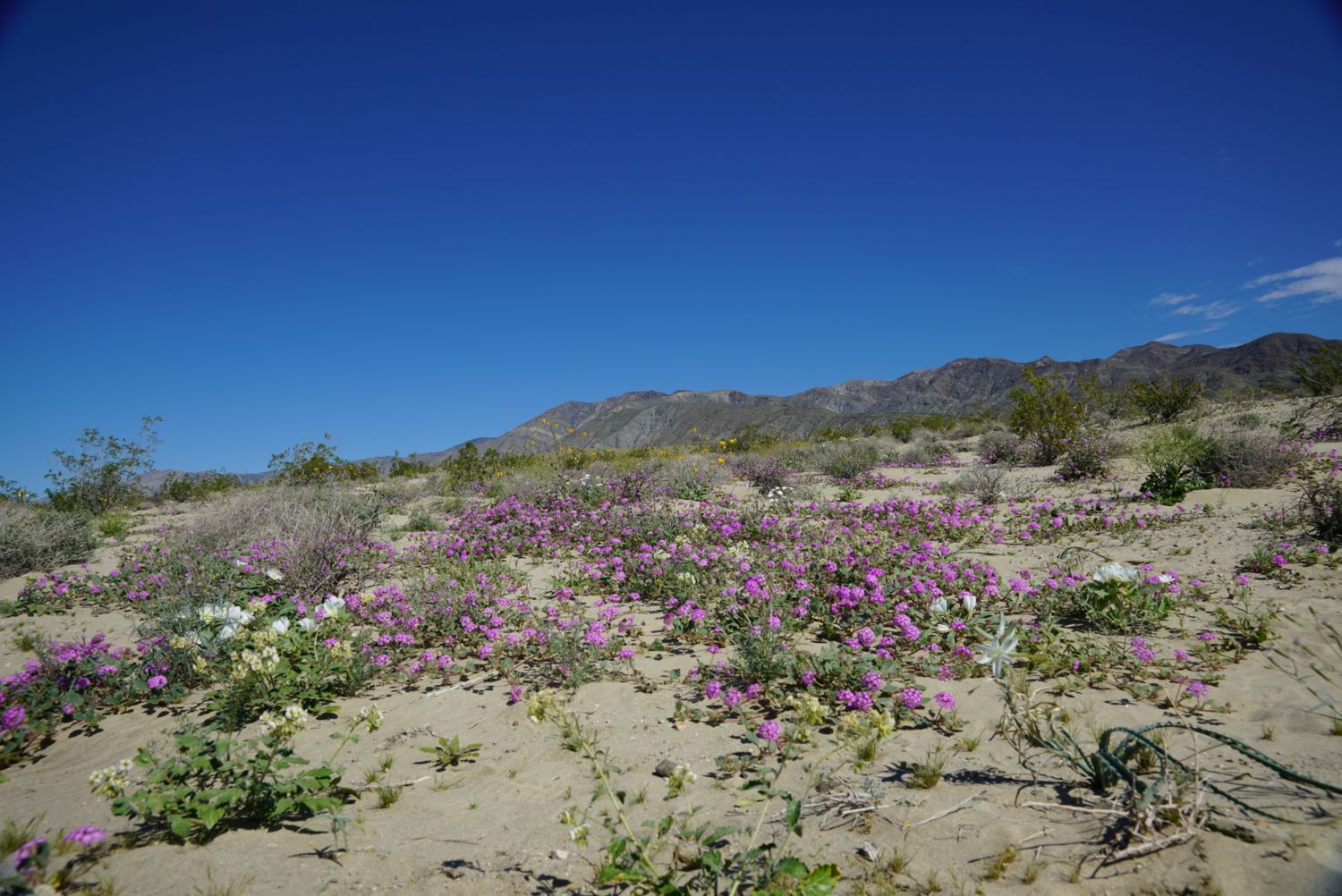 Vibrant pink wildflowers blooming across sandy desert floor with mountain range and clear blue sky in background.