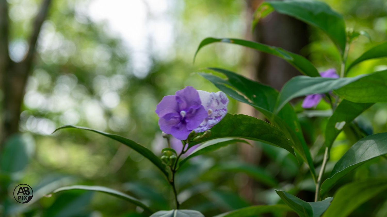 Delicate purple wildflowers blooming among green leaves in a lush sunlit forest garden.