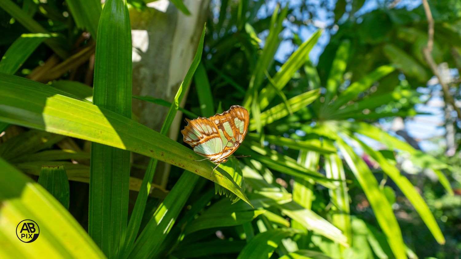 Small orange and white butterfly basking on bright green tropical palm leaves in sunlight.
