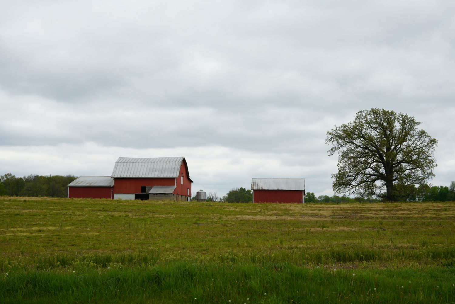 Classic red barn with white metal roof standing in an open green field beside a large oak tree under cloudy skies.